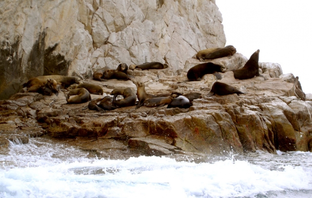  Stone of sea lions 